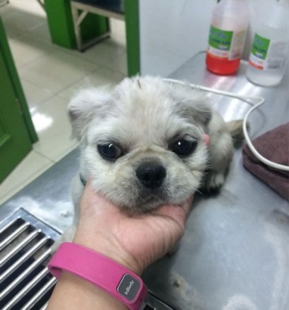 “อาการถ่ายเหลวในลูกสุนัข จะเป็นอย่างอื่นได้ไหม ที่ไม่ใช่ไวรัส”